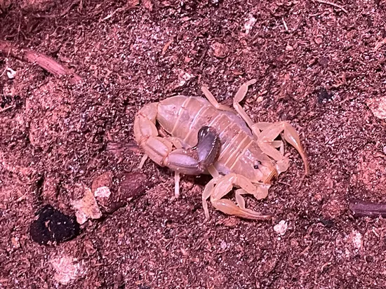 Androctonus Australis (Tunisian Fat-tailed Scorpion) Scorpions by