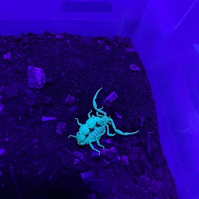 Androctonus Australis (Tunisian Fat-tailed Scorpion) Scorpions by