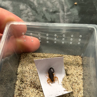 Androctonus Australis (Tunisian Fat-tailed Scorpion) Scorpions by
