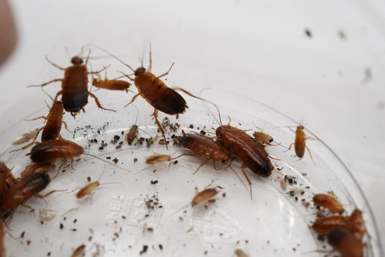 Red Runner Roaches Cockroach by Front Range Super Dwarf & Dwarf Retics