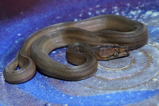 DWARF/SD Motley Goldenchild Reticulated Python by Front Range Super ...