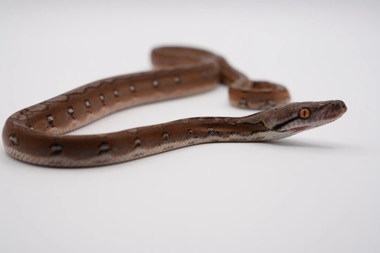 DWARF/SD Motley Reticulated Python by Front Range Super Dwarf & Dwarf ...