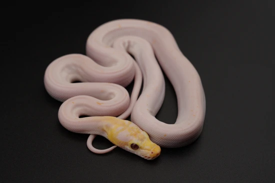 DWARF Paradox Sumo Albino Golden Child Pos Anery Reticulated Python by ...