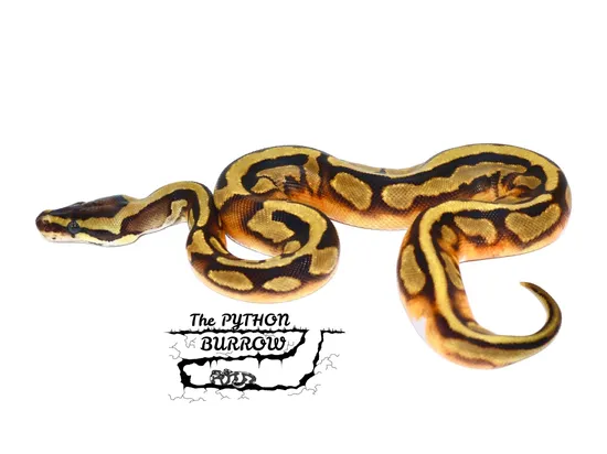 Ball Python Borrow Enchi GeneX Pied Ball Python by The Python Burrow LLC