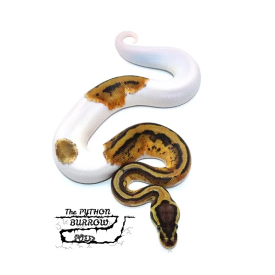 Ball Python Borrow GeneX Pastel Pied Ball Python by The Python Burrow LLC