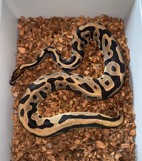 Ball Python Borrow Leopard Orange Dream 🥚PROVEN BREEDER🥚 Ball Python by The Python Burrow LLC