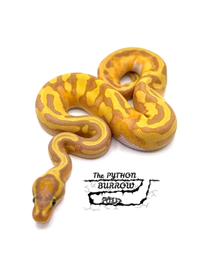 Ball Python Borrow Super Enchi CG GeneX Pied Ball Python by The Python Burrow LLC