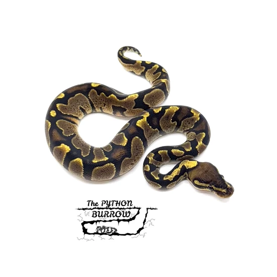 Ball Python Borrow Zebra Ball Python by The Python Burrow LLC