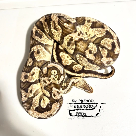 Ball Python Borrow Firefly Yellowbelly 🥚PROVEN🥚 Ball Python by The Python Burrow LLC