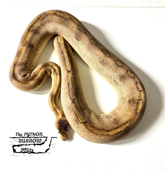 Ball Python Borrow Champagne Ball Python by The Python Burrow LLC