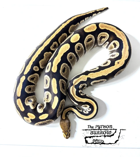 Ball Python Borrow Cypress Ball Python by The Python Burrow LLC