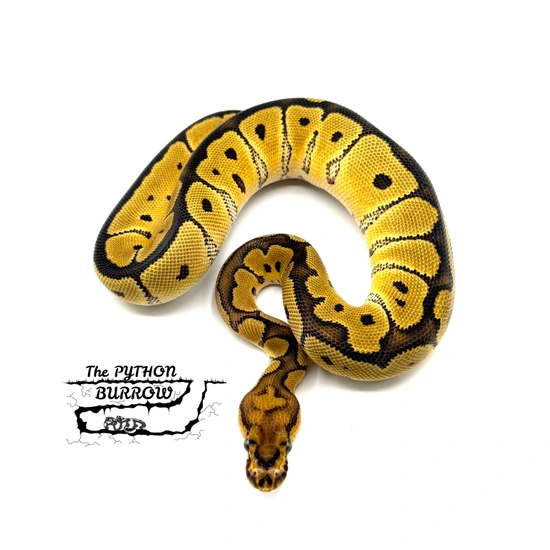 Ball Python Borrow Clown Ball Python by The Python Burrow LLC