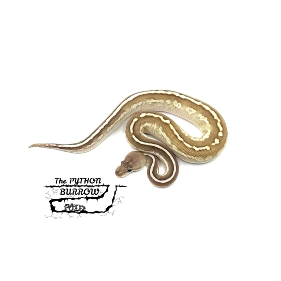 Ball Python Borrow Cinnamon Cypress Lesser Het Clown Ball Python by The Python Burrow LLC