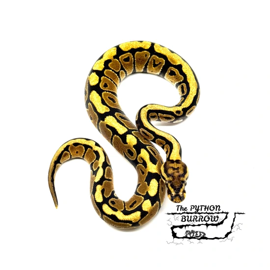 Ball Python Borrow Spotnose Het Clown Ball Python by The Python Burrow LLC
