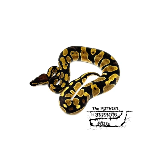 Ball Python Borrow Orange Dream 50% Het Lavender Ball Python by The Python Burrow LLC