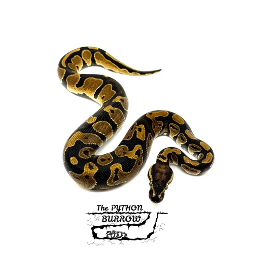 Ball Python Borrow Yellow Belly Het Pied Ball Python by The Python Burrow LLC