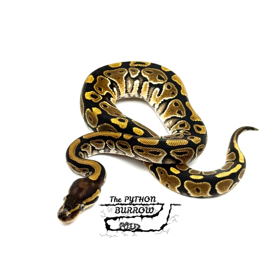 Ball Python Borrow Special Het Pied Ball Python by The Python Burrow LLC