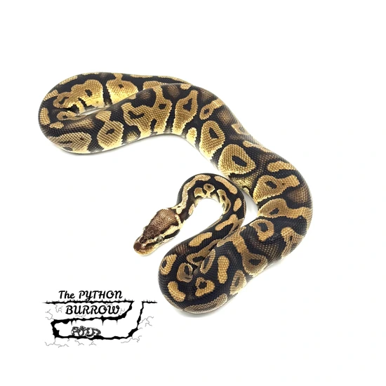 Ball Python Borrow ️new Breeders Recessive Group ️ Ball Python by The Python Burrow LLC