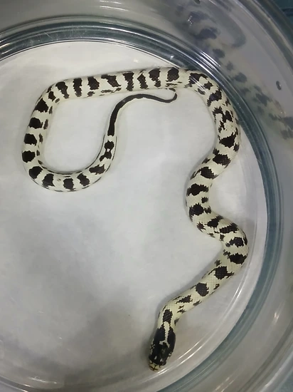 Aberrant California Kingsnake by Adriana’s colubrids