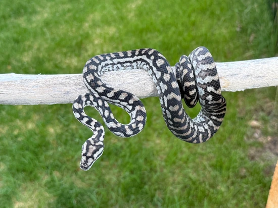 Nice Inland Carpet Python by Australian Addiction Reptiles