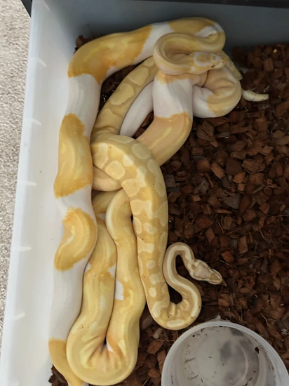 Lot Of 15 Snakes Ball Python by Omega EM