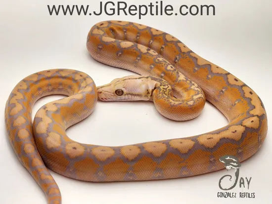 Purple Motley Reticulated Python by Jay Gonzalez Reptiles