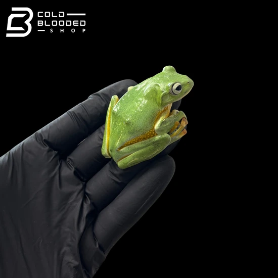 Black-Webbed Flying Frog - Rhacophorus Reinwardtii Other Tree