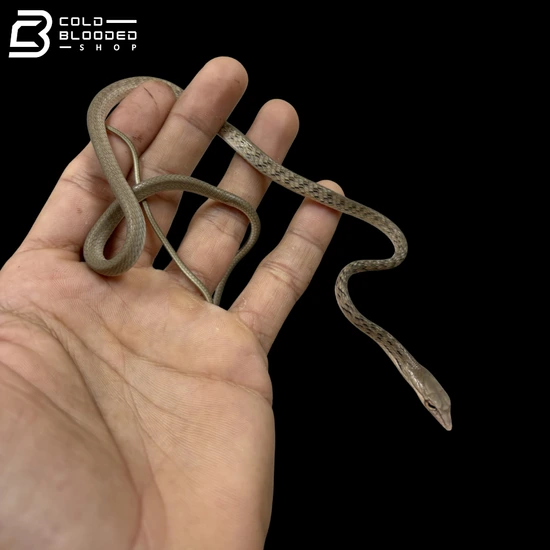 Baby Asian Vine Snakes - Ahaetulla Prasina More Colubrid by Cold ...