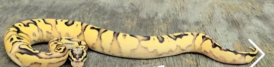 HI OD YB Pastel Vanilla Or Fire Enchi Scrambler Ball Python by Midwest ...