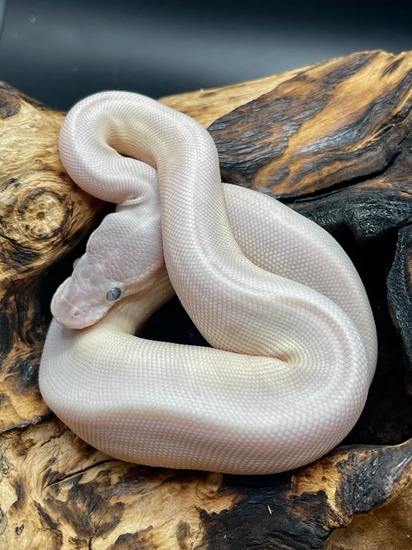 Super Mojave Ball Python by Rva Dragons