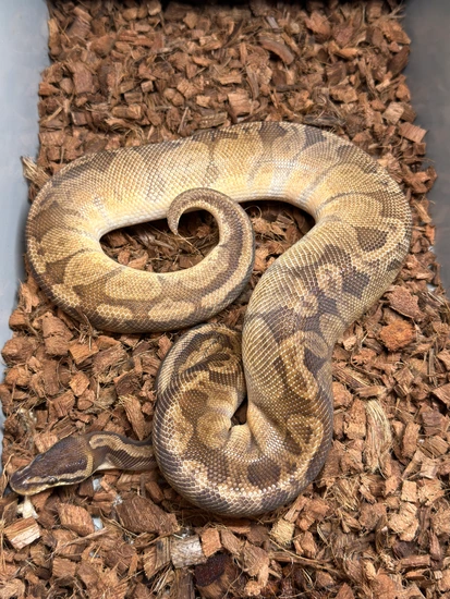 RTB Sunset Ball Python by Rva Dragons