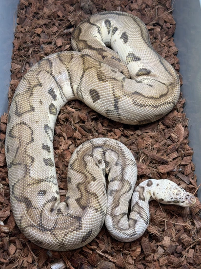 RTB Pastel Spotnose Clown Ball Python by Rva Dragons