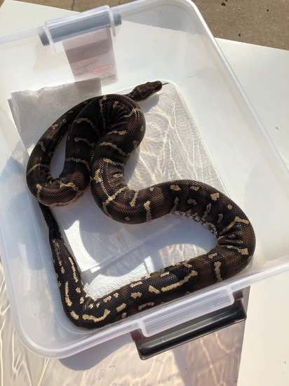 RTB Proven Male Angolan Angolan Python by Just Hogs
