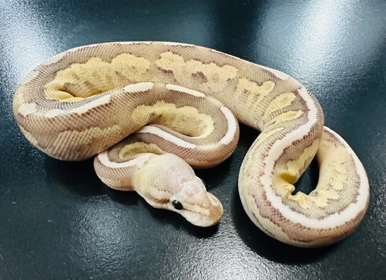 Cinnamon Vanilla Cream Ball Python by Jeff Hartwig Reptiles