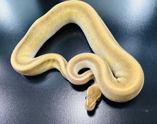 Butter Genetic Stripe Ball Python by Jeff Hartwig Reptiles