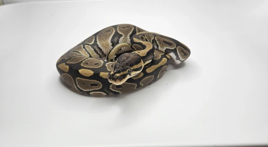 Normal 100% Het Clown Ball Python by Fallen Angel Morphs