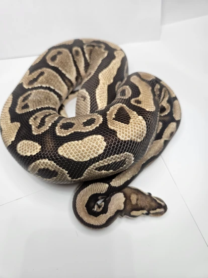 Fire Poss Het Candy Ball Python by Fallen Angel Morphs