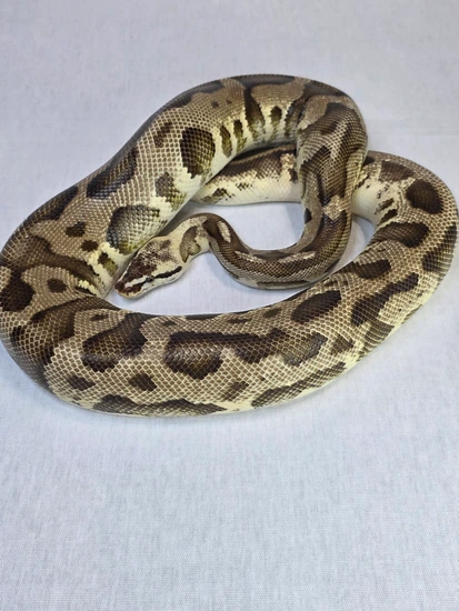 Leopard Fire Granite Pastel Possible Het Clown Ball Python by Fallen ...
