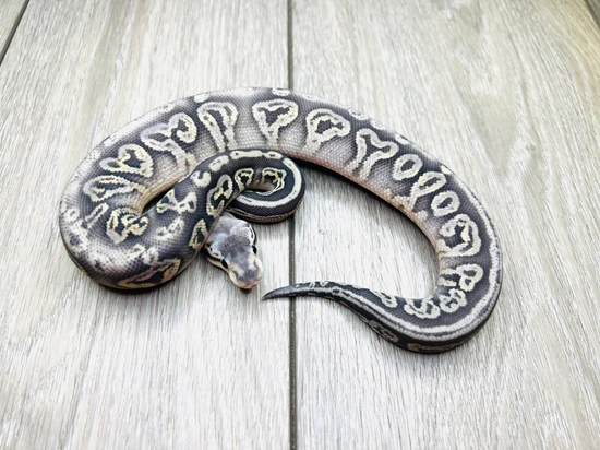 Silver Streak 66% Het True Ghost Ball Python by BD Morphs