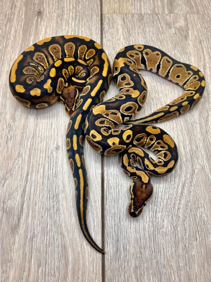 Stranger Clown Combo Ball Python by BD Morphs