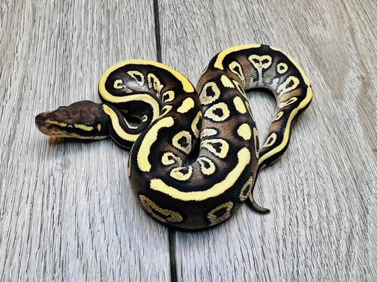 Nyala Mojave Ball Python by BD Morphs