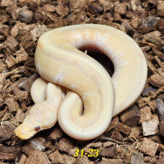 Candino Cinnamon Pinstripe Ball Python by Kerr's Ball Pythons