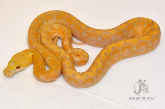 Blonde Phantom (Poss Platty) Reticulated Python by JK Reptiles