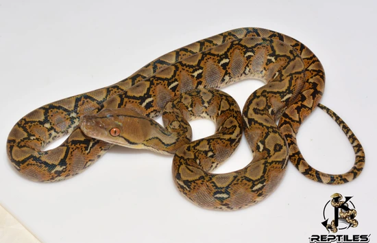50% Sulawesi 100% Het Ocelot/Purple/Caramel Reticulated Python by JK ...