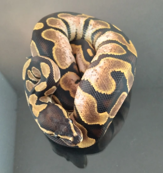Calico Garden Fase Python Calico Ball Python by JK’s Exotics