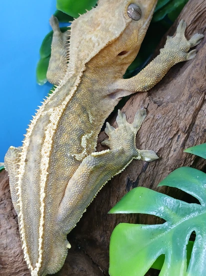 Tangerine Quad Empty Back Crested Gecko by Esco's Crested Geckos
