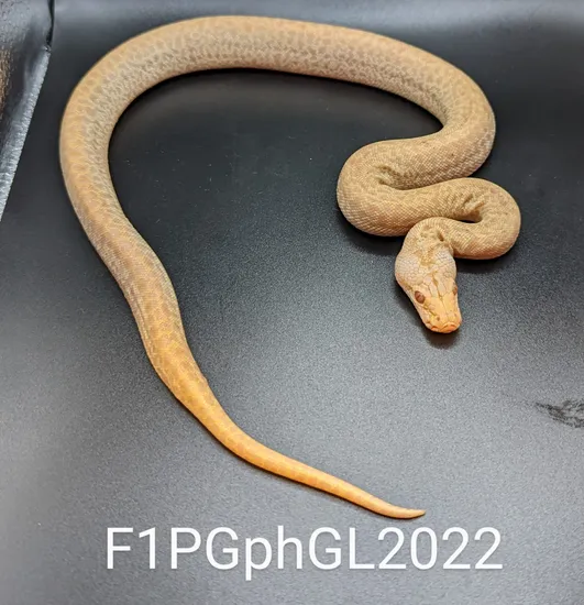 Pearl Granite Ph Green Lab Burmese Python by J.K. Exotics