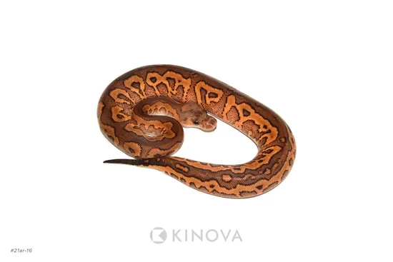 Black Pastel Yellowbelly Redstripe Clown Ball Python by KINOVA