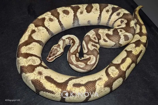 Patel Fire Enchi Ball Python by KINOVA