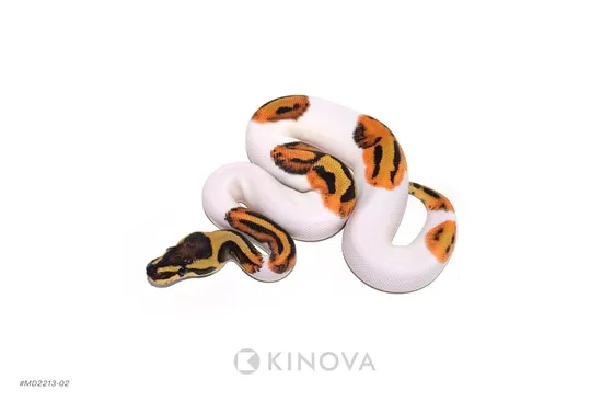 Leopard Fire Pied Ball Python by KINOVA